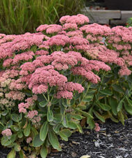 Autumn Fire Stonecrop planting with broad