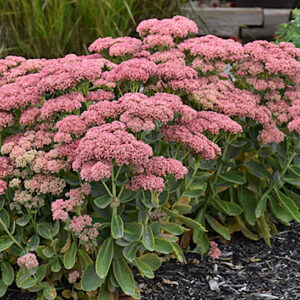 Autumn Fire Stonecrop planting with broad