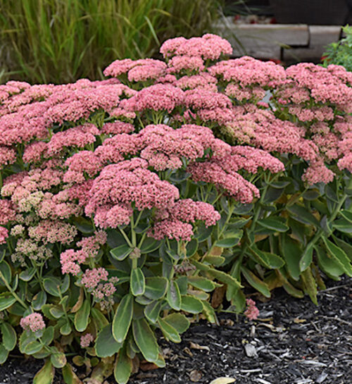 Autumn Fire Stonecrop planting with broad