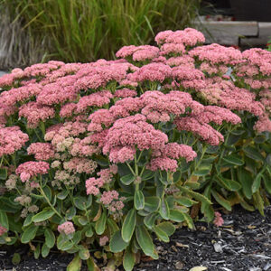 pink flowers on tall upright stems.