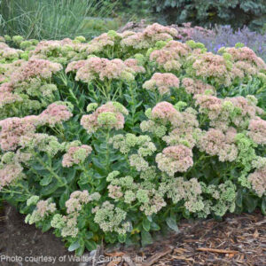 Autumn Fire Sedum bright pink flowers close up.