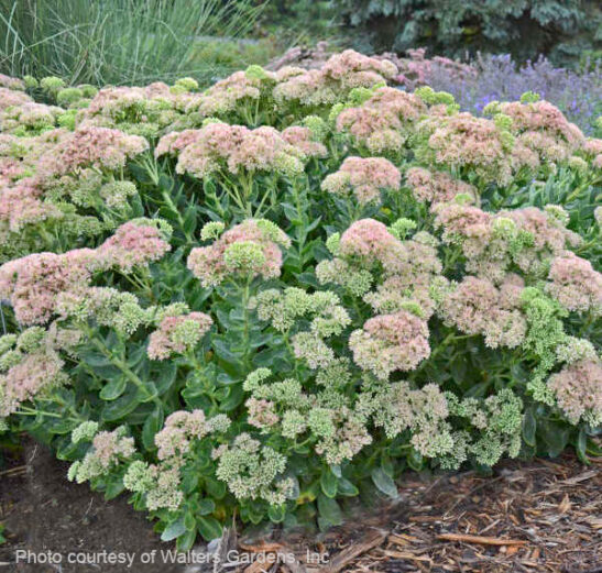Tall upright stonecrop | Sedum autumn fire Autumn Fire Sedum bright pink flowers close up.