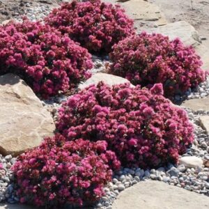 Blue Elf Sedum pink flowers with bluish fleshy leaves.