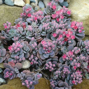 Mounds of Blue Creeping Stonecrop in a rock garden.