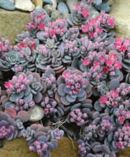 Blue Elf Stonecrop ground cover or glaucous blue green succulent leaves