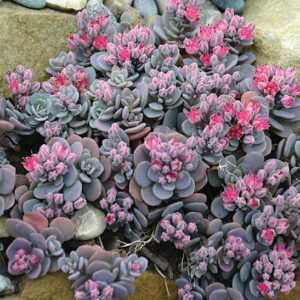 Blue Elf Stonecrop ground cover or glaucous blue green succulent leaves