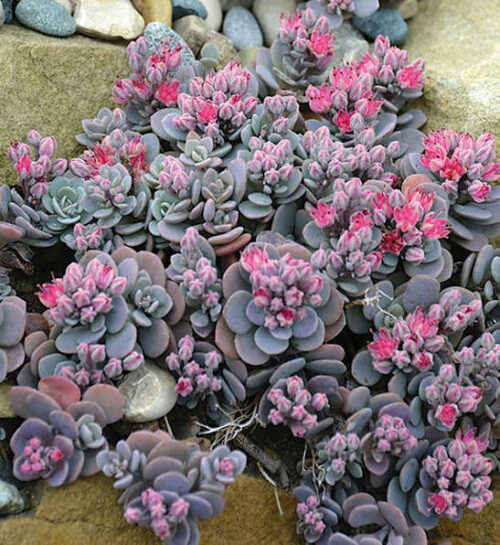 Blue Elf Stonecrop ground cover or glaucous blue green succulent leaves
