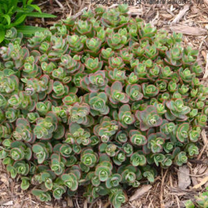 Lime Zinger Stonecrop flowers of bright pink.