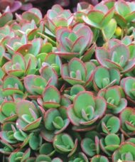 Lime Zinger Stonecrop fleshy