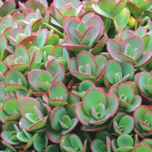 Lime Zinger Stonecrop fleshy