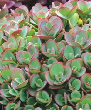Lime Zinger Stonecrop fleshy