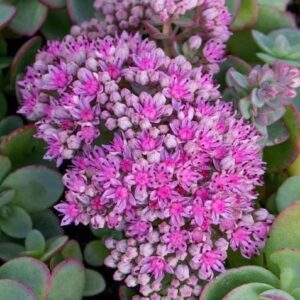 green leaves edged with pink.