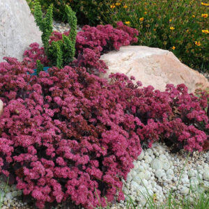 Plum Dazzled Sedum covered in cherry pink flowers.