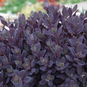 Plum Dazzled Sedum leaves of purple and green on red stems.