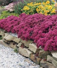 Plum Dazzled Stonecrop planting in a rock garden above a low limestone wall.