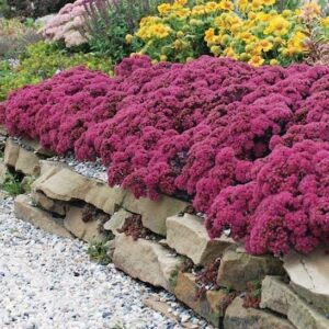Plum Dazzled Stonecrop planting in a rock garden above a low limestone wall.