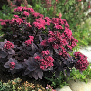 Plum Dazzled Stonecrop plant of dark purple foliage and cherry pink flowers.
