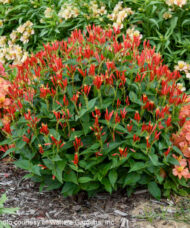 Ragin Cajun Indian Pink neat