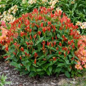 Ragin Cajun Indian Pink neat