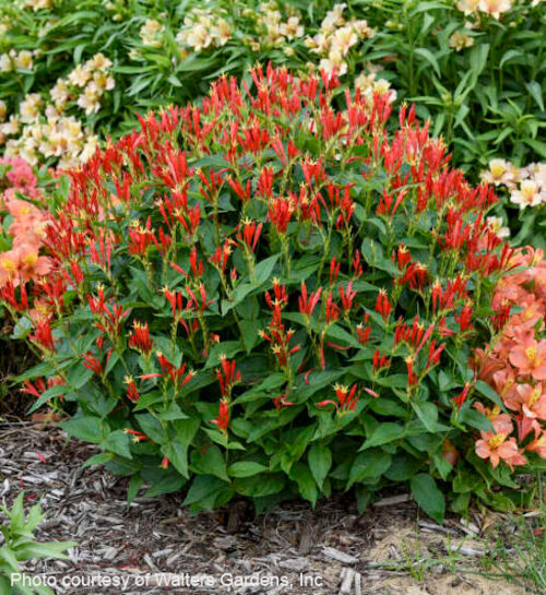 Ragin Cajun Indian Pink neat