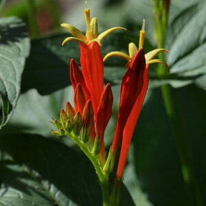 Ragin Cajun Spigelia -round habit