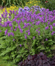 Hummelo Betony round mound of rich green