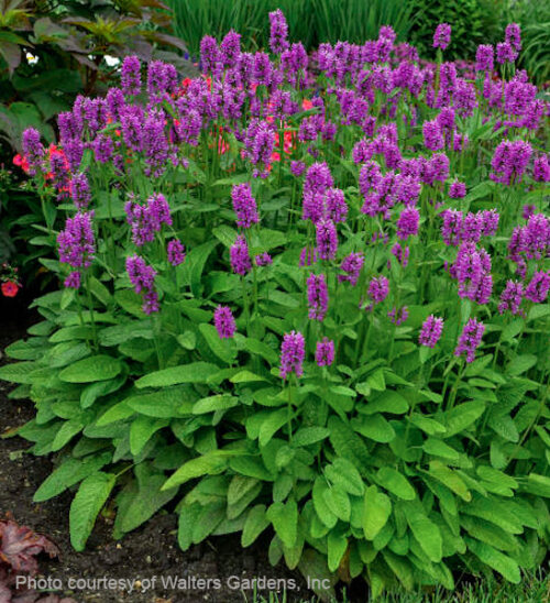 Hummelo stachys | Stachys officinalis hummelo long