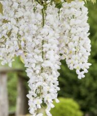 growing against a wall.