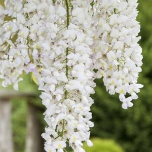 growing against a wall.