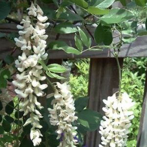 White American Wisteria vine with drooping clusters of ivory-white flowers.