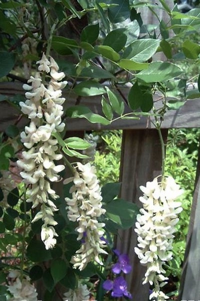Wisteria macrostachya 'Clara Mack' | Clara Mack Wisteria