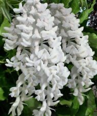 Clara Mack Wisteria drooping clusters of ivory-white flowers.