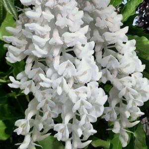Clara Mack Wisteria drooping clusters of ivory-white flowers.