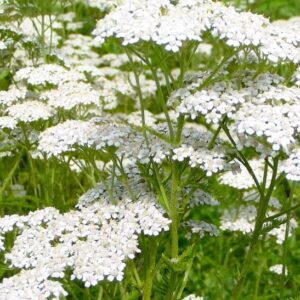 White Yarrow flat-headed blooms.