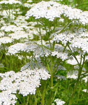 White Yarrow flat-headed blooms.