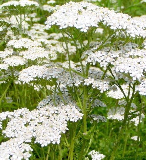 White Yarrow flat-headed blooms.