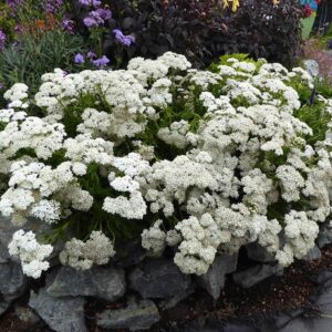 A border full of White Yarrow in bloom.