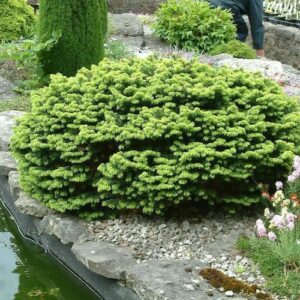 Abies balsamea Nana round, evergreen shrub surrounded by other evergreens and perennials.