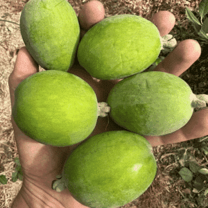 Five Acca Sellowiana Kakariki green fruit in a man's splayed open hand.