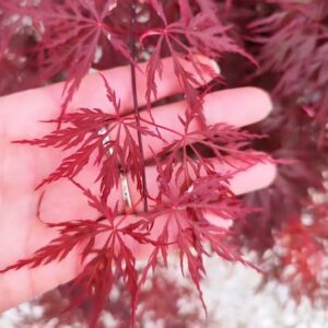 Acer palmatum dissectum Tamukeyama lacy red leaves in a woman's hand.