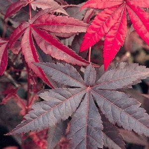 Closeup of Acer palmatum Emperor I wolff Deeply lobed, cutleaf, red leaves.