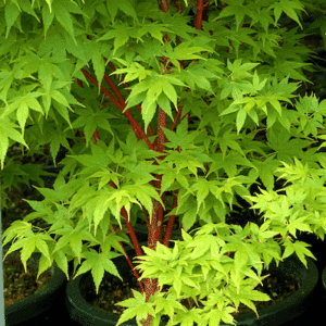 Lovely green leaved young Acer Palmatum Sang Kaku.