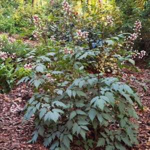 Actaea pachypoda Misty Blue plant with serrated, bluish green leaves, and white berries with black eyes, on tall stems.
