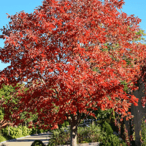Aesculus Glabra tree in fall red leaves.
