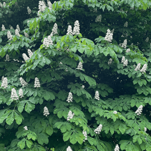 A mass of Aesculus Hippocastanum large leaves and upright conical flowers.