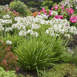 A swath of Agapanthus Galaxy White plants with strap like foliage and white flowerheads on tall sturdy stems.