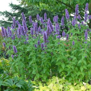 Agastache Blue Fortune mint-like stems and foliage, and lavender blue flowers.