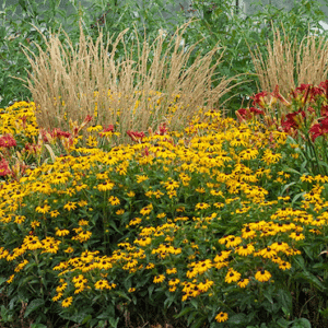 American Gold Rush Black-eyed Susan planting of tall yellow flowers, mixed with ornamental grasses and red lilies.
