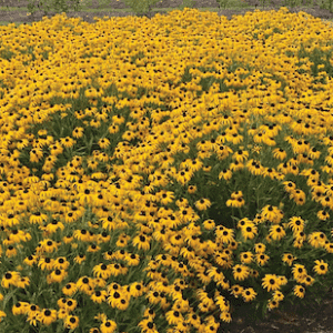 Large swath of American Goldrush Rudbeckia plants with yellow flowers and dark centre cones on tall stems.