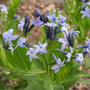 A close-up of Amsonia Blue Ice pretty blue, star-shaped flowers.